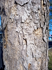 Roseodendron donnell-smithii