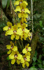 Cyrtochilum macranthum