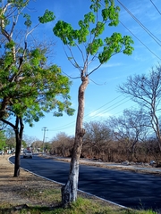 Roseodendron donnell-smithii