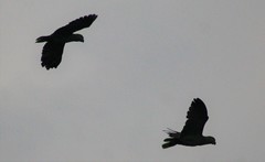 Amazona auropalliata