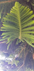 Araucaria columnaris