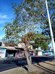 Tabebuia rosea