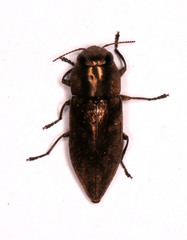 Anthaxiini