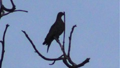 Patagioenas flavirostris