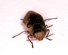 Anthaxiini