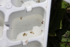 Neoplea striola