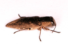 Anthaxiini