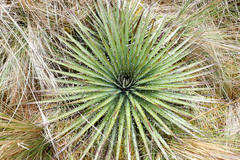 Puya clava-herculis