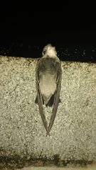Chaetura meridionalis