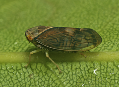 Tartessini