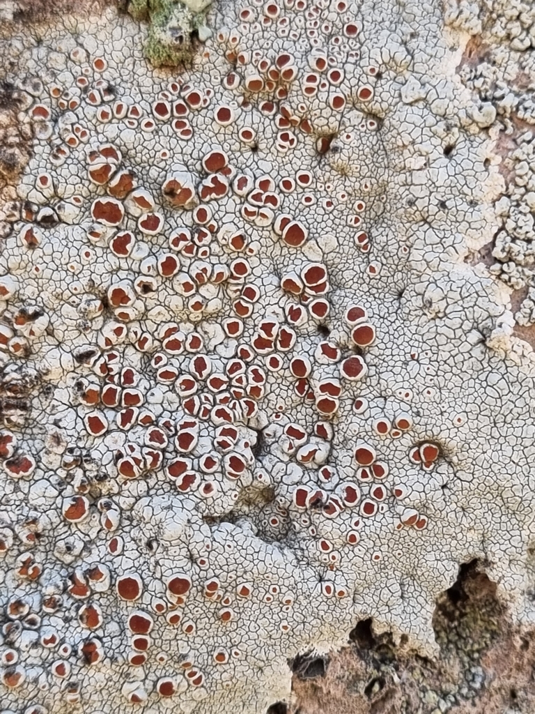 Haematomma fenzlianum
