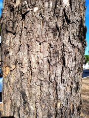 Roseodendron donnell-smithii