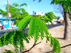 Enterolobium cyclocarpum