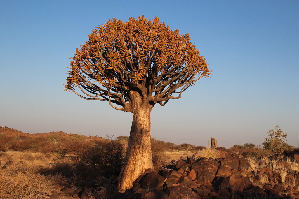Tree Aloes