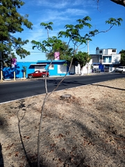 Enterolobium cyclocarpum