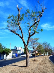 Roseodendron donnell-smithii