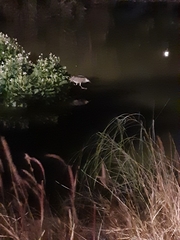 Nycticorax nycticorax