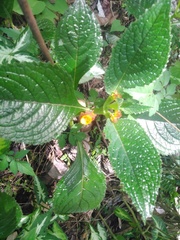 Chrysothemis friedrichsthaliana