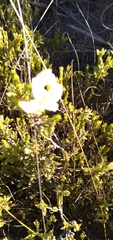 Lachnaea grandiflora
