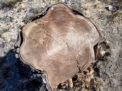 Roseodendron donnell-smithii