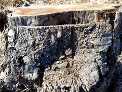 Roseodendron donnell-smithii