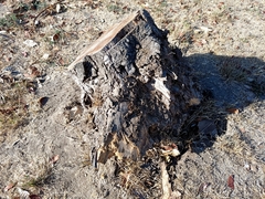 Roseodendron donnell-smithii