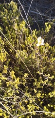 Lachnaea grandiflora