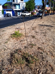 Enterolobium cyclocarpum