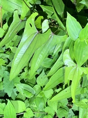 Dioscorea japonica
