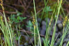 Carex sterilis