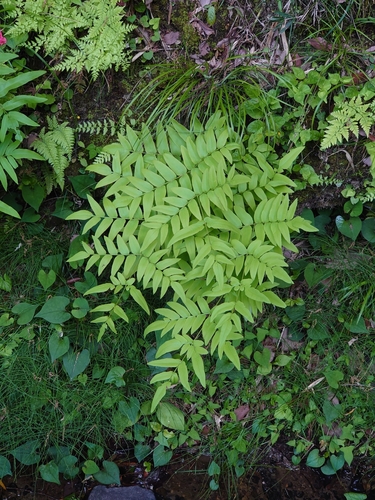 Asian royal fern (Osmunda japonica)