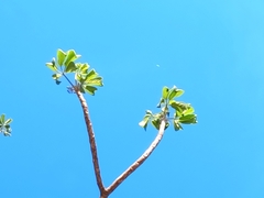 Roseodendron donnell-smithii