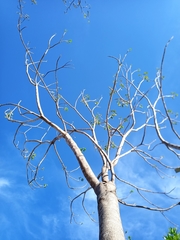 Roseodendron donnell-smithii