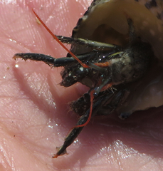 Clibanarius antillensis