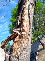 Roseodendron donnell-smithii