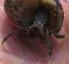 Clibanarius antillensis