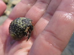 Clibanarius antillensis