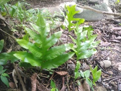 Phlebodium pseudoaureum