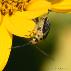 Trirhabda bacharidis