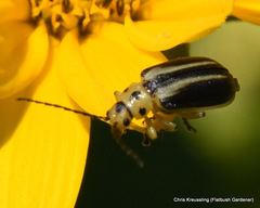 Trirhabda bacharidis