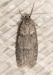 Semioscopis inornata