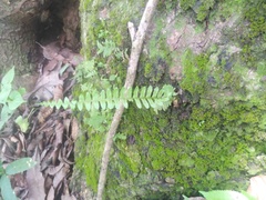 Pecluma hygrometrica