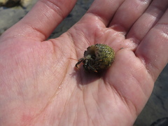 Clibanarius antillensis