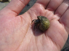 Clibanarius antillensis