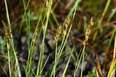 Carex sterilis