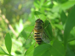 Eristalis cerealis