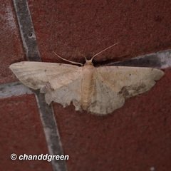 Idaea chotaria