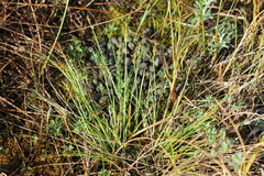 Carex sterilis
