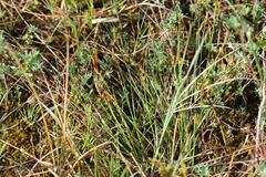 Carex sterilis