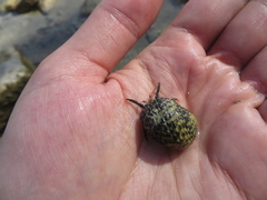Clibanarius antillensis